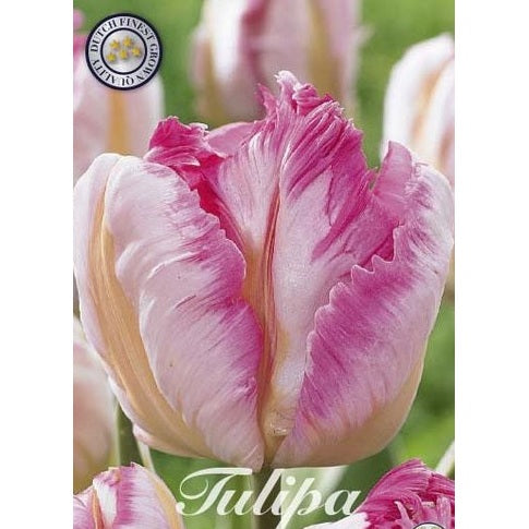 Tulpan Silver Parrot 7-pack